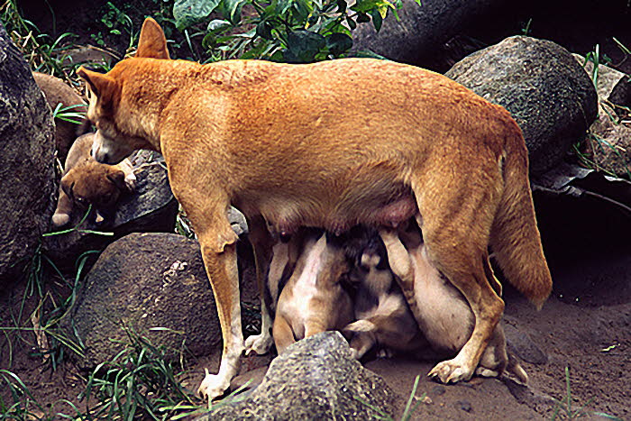 Aus_1_Dingos_700