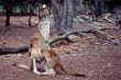 Aus_2_Kangaroos_700