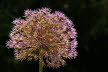 D_Allium