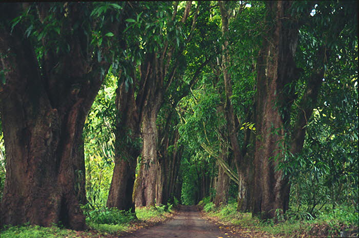 Haw_Hawaii_oldrd_700