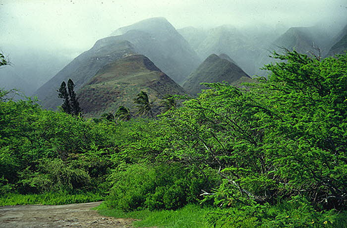 Haw_Mol_kamalo_700