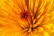 Macro (12 von 22)