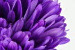 Macro (13 von 22)