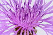 Macro (14 von 22)