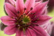 Macro (1 von 22)