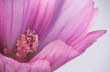 Macro (3 von 22)