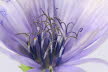 Macro (5 von 22)
