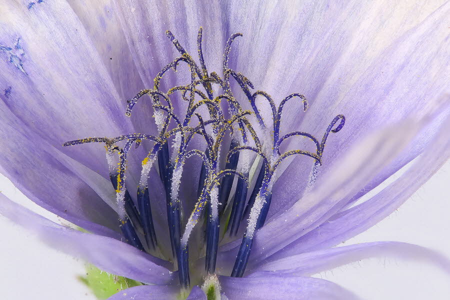 Macro (5 von 22)