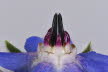 Macro (6 von 22)