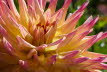 Macro (8 von 22)