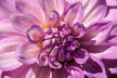 Macro (9 von 22)