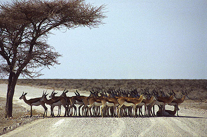 Nam_Springbock_700