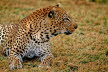 SA_Leopard_am_Boden