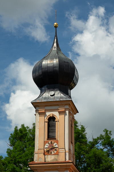 Zwiebel-07163