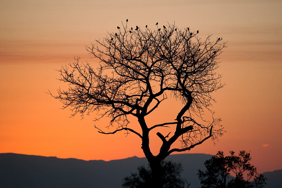 sa_baumsonnenuntergang