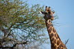 sa_giraffevogel